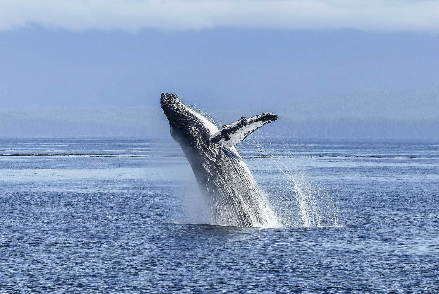humpback whale near vancouver