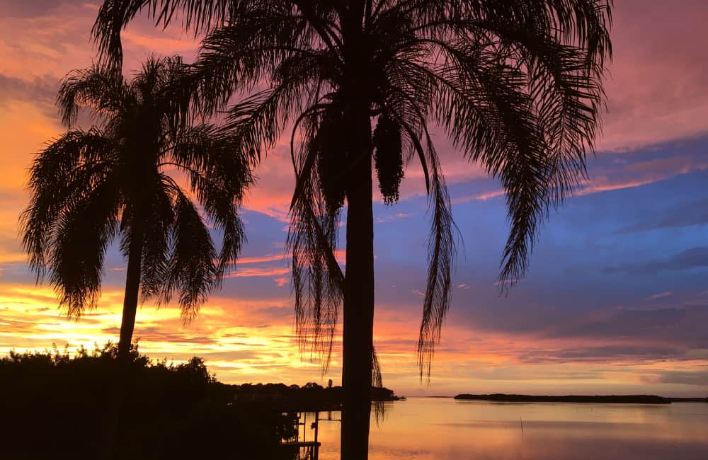 Florida palm trees