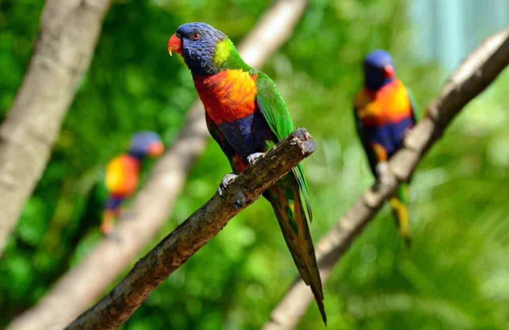 World Heritage listed rainforests