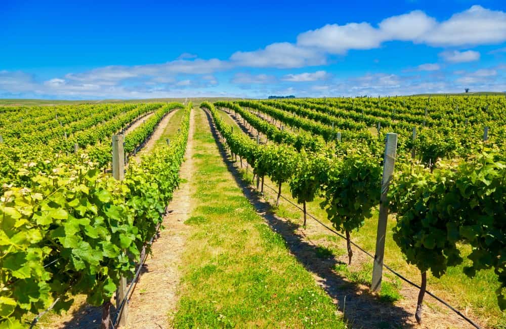 New Zealand - Wine Country - Vineyard Tour