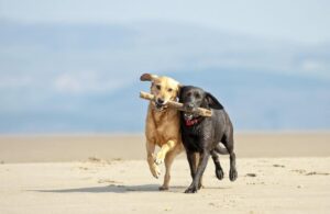 Shipping pets to New Zealand
