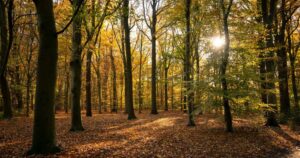 autumnal forrest