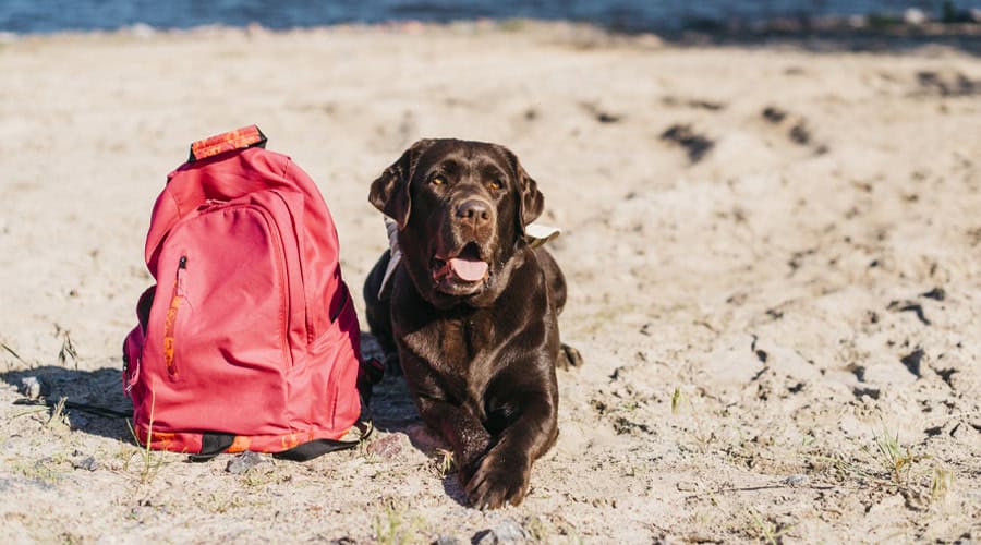 Transfur Animals dog and bag